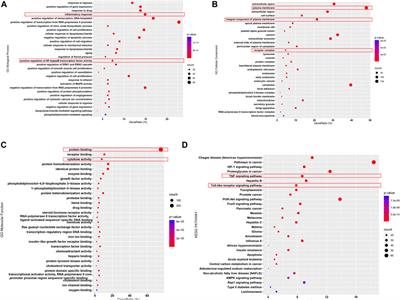 Uncovering Bupi Yishen Formula Pharmacological Mechanisms Against Chronic Kidney Disease by Network Pharmacology and Experimental Validation